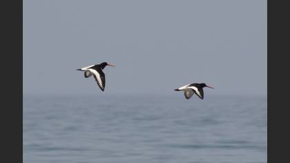 Eurasian Oystercatcher