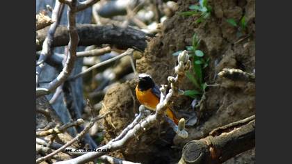 Common Redstart