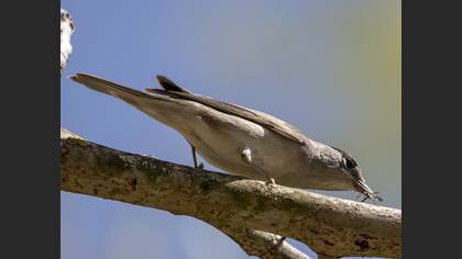 Eurasian Blackcap