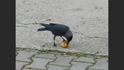 Western Jackdaw