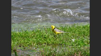 Citrine Wagtail