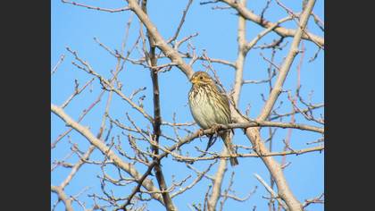 Corn Bunting