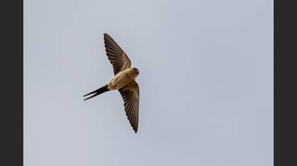 European Red-rumped Swallow