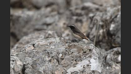 Red-tailed Wheatear