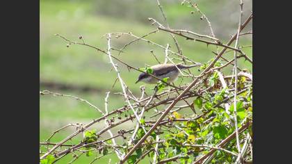Lesser Whitethroat