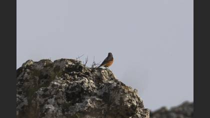Common Rock Thrush