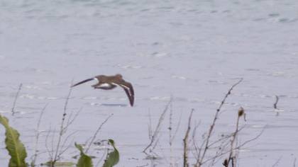 Common Sandpiper
