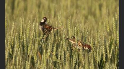 Spanish Sparrow