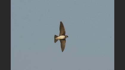Sand Martin