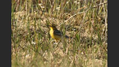 Citrine Wagtail