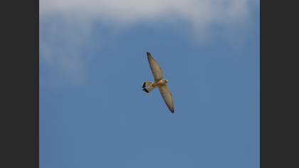Lesser Kestrel