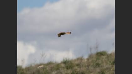 Common Kestrel