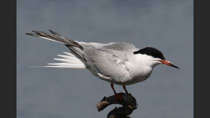 Common Tern