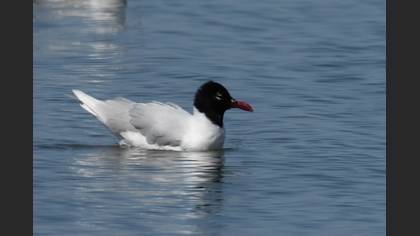 Mediterranean Gull