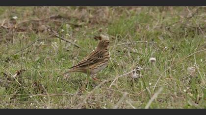 Tree Pipit
