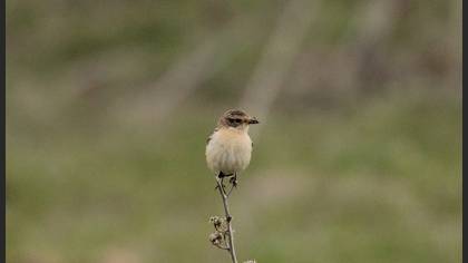 Whinchat