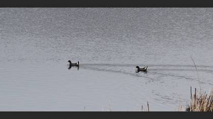 Common Moorhen