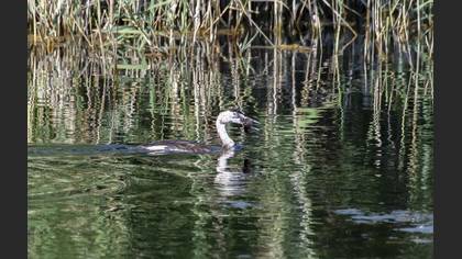 Great Crested Grebe