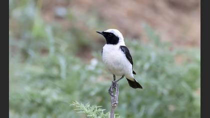 Black-eared Wheatear