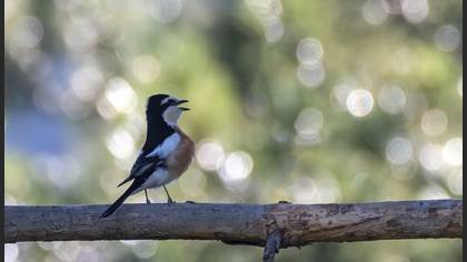 Masked Shrike