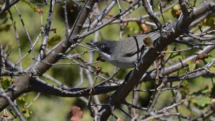 Eastern Orphean Warbler