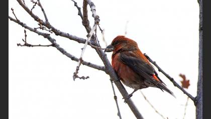 Red Crossbill