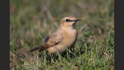 Isabelline Wheatear