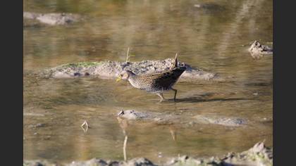 Spotted Crake