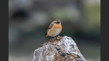 Whinchat