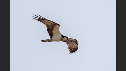 Osprey