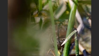 Spotted Crake