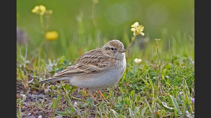 Greater Short-toed Lark