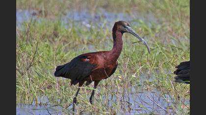 Glossy Ibis