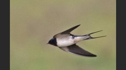 Barn Swallow
