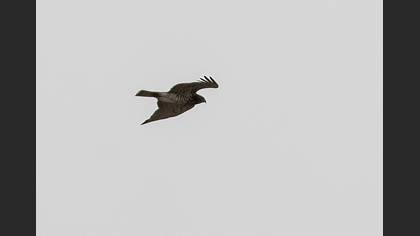 Short-toed Snake Eagle