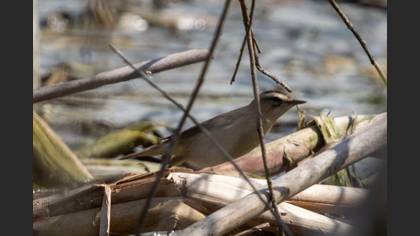 Sedge Warbler