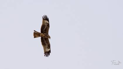 Black Kite