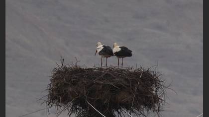 White Stork