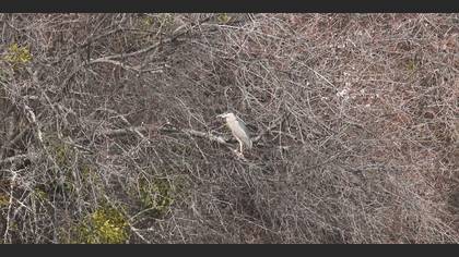 Black-crowned Night Heron