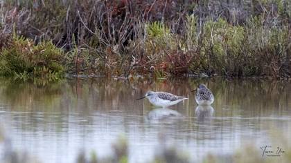 Marsh Sandpiper