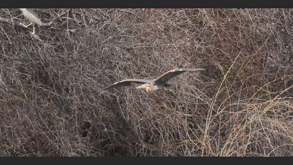 Purple Heron