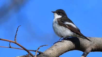 European Pied Flycatcher