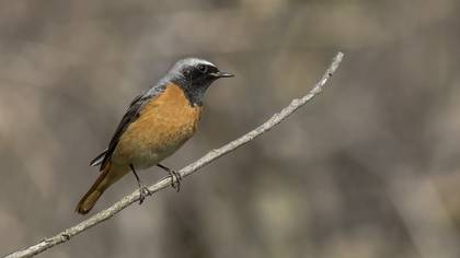 Common Redstart