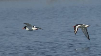 Eurasian Oystercatcher