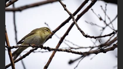 Willow Warbler