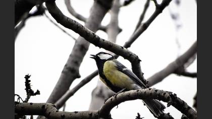 Great Tit