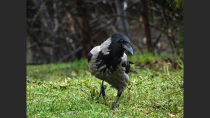 Hooded Crow