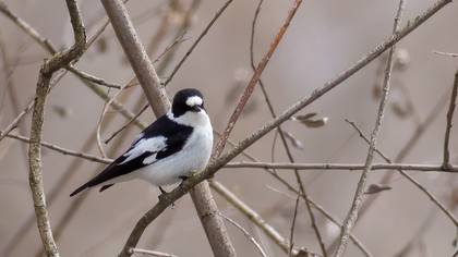 Collared Flycatcher