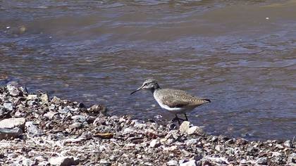 Common Greenshank