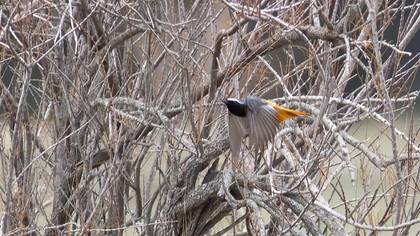 Common Redstart